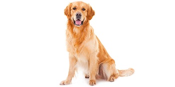 Identify the following dog breed :