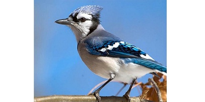Identify the following bird :