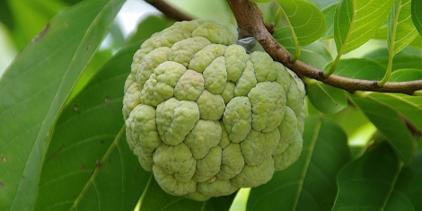 Identify the fruit in picture: