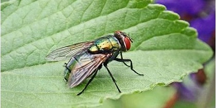 Identify the following insect: