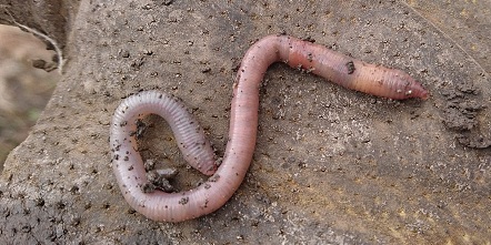 Identify the following worm: