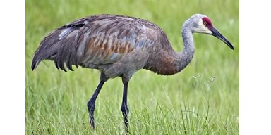 Identify this long legged bird: