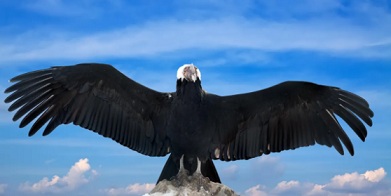 This bird has a largest wingspan that is up to 3.5 meters.