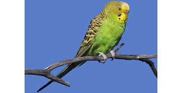 This small parakeet from Australia is very popular as a pet.