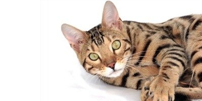 Identify the following 'CAT' breed/type: