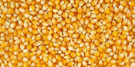 Identify the following food grains?