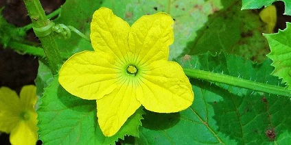 Identify this vegetable flower :