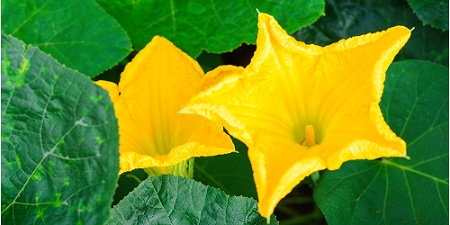 Identify this vegetable flower :